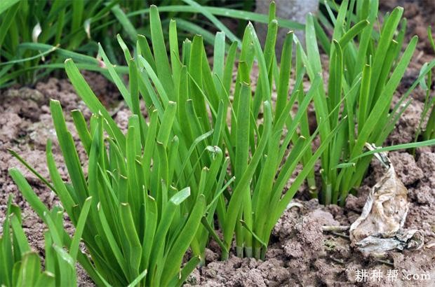 韭菜品种怎么选？