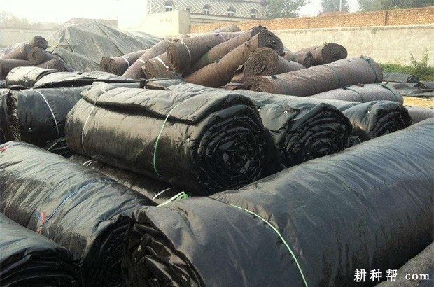 怎么样采用黑色塑料薄膜种植韭菜? 怎么样采用黑色塑料薄膜种植韭菜?