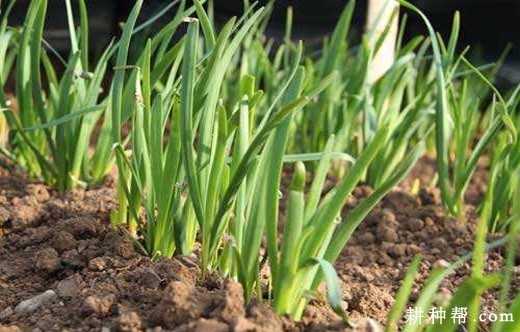 怎么样采用黑色塑料薄膜种植韭菜? 怎么样采用黑色塑料薄膜种植韭菜?