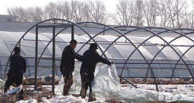 怎么样采用黑色塑料薄膜种植韭菜? 怎么样采用黑色塑料薄膜种植韭菜?