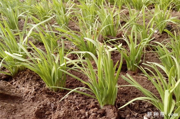 怎么样采用黑色塑料薄膜种植韭菜? 怎么样采用黑色塑料薄膜种植韭菜?