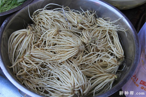 根韭怎么样种植? 根韭怎么样种植?