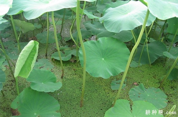 莲藕叶有什么特点？