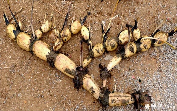 莲藕的茎有什么特点？