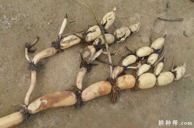 莲藕的根系有什么特点？