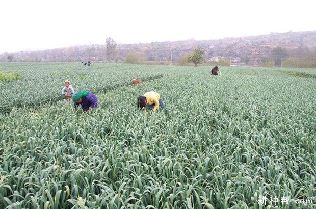 威宁紫皮大蒜品种好不好？