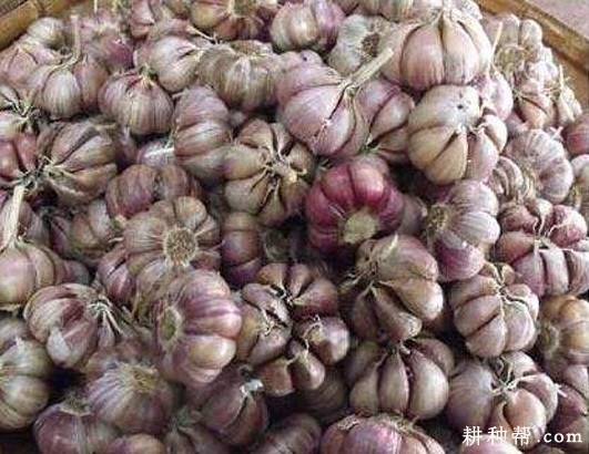 威宁紫皮大蒜品种好不好？