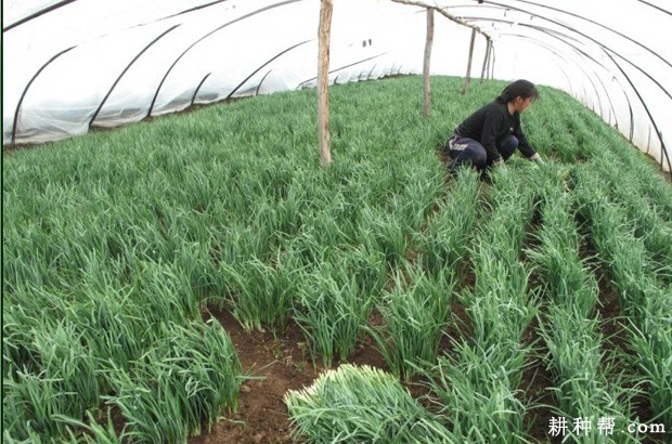 韭薹如何种植？