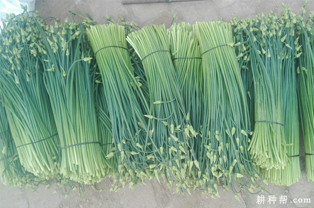 韭薹如何种植？