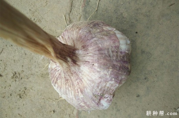 徐蒜918大蒜品种好不好？