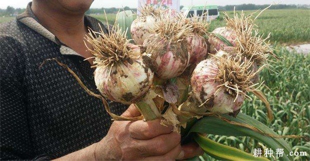 徐蒜918大蒜品种好不好？