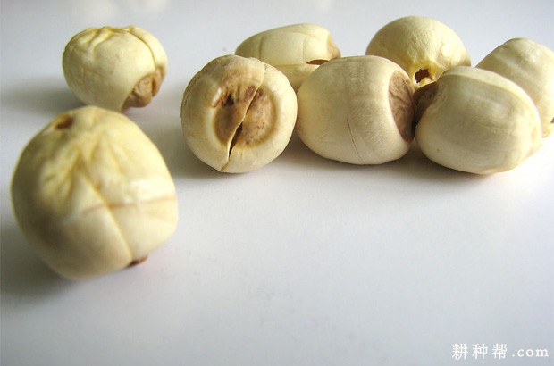 莲子有什么功效与作用？