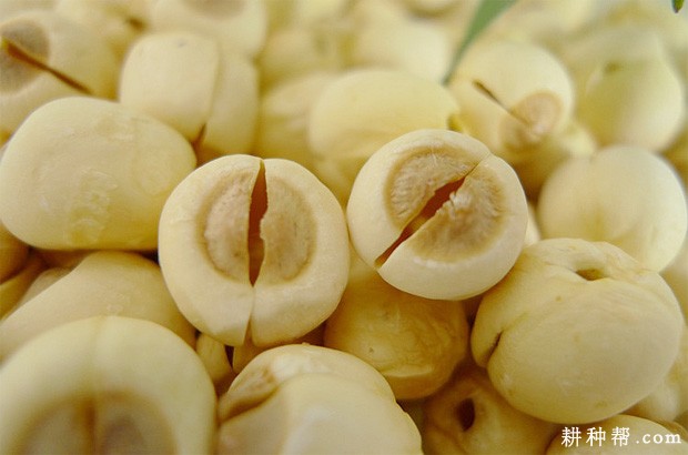 莲子有什么功效与作用？