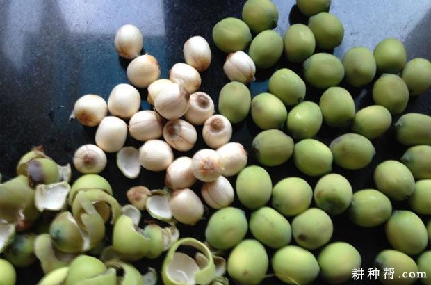 莲子有什么功效与作用？