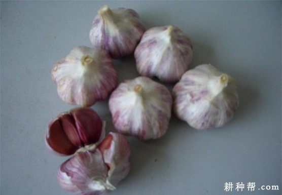 金蒜4号大蒜品种好不好？