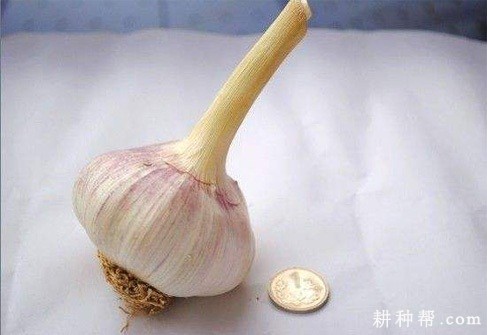 金蒜3号大蒜品种好不好？