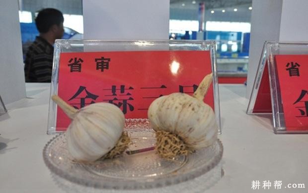 金蒜3号大蒜品种好不好？