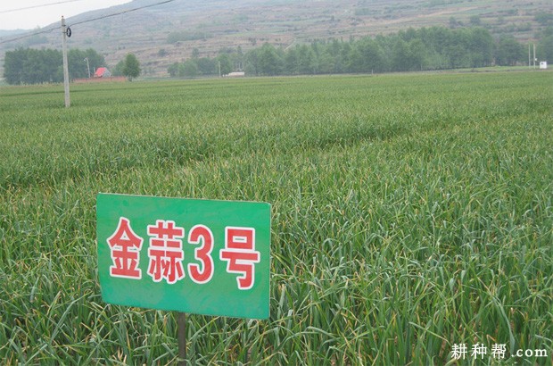 金蒜3号大蒜品种好不好？