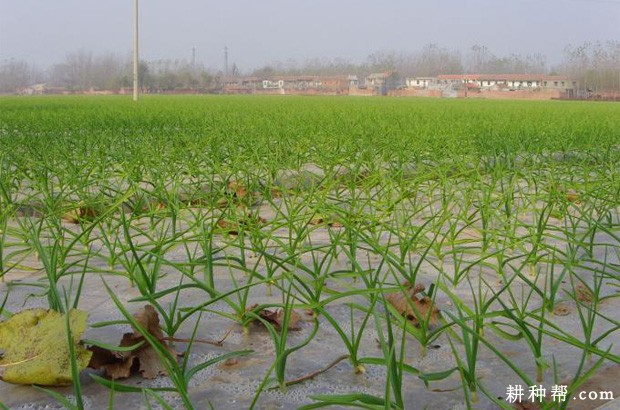 金蒜3号大蒜品种好不好？