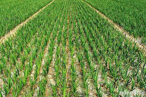 成蒜早4号大蒜品种好不好？