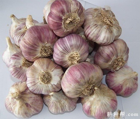 成蒜早4号大蒜品种好不好？