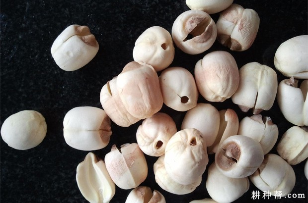 莲子含有哪些营养成分？