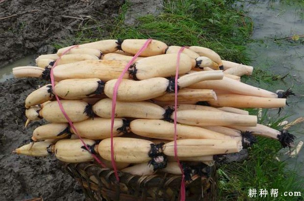 什么是青荷藕和老熟藕？