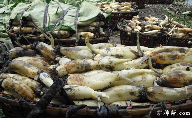 什么是青荷藕和老熟藕？