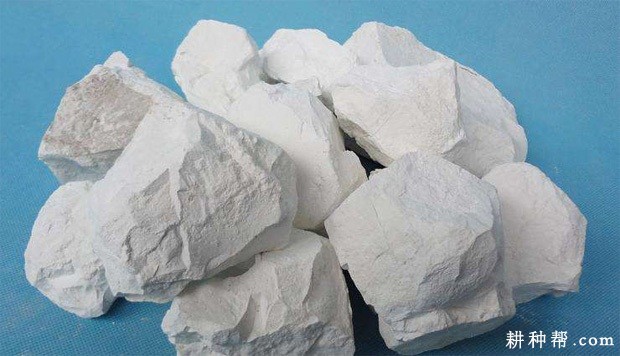 种植莲藕为什么要施生石灰？