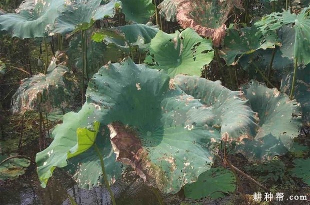 莲藕为什么不能连作？