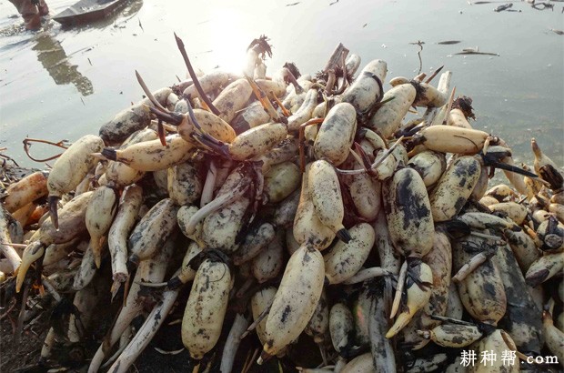 莲藕为什么不能连作？