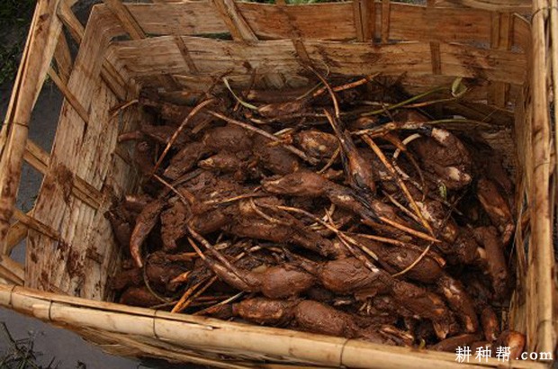 莲藕种藕怎么挑选？