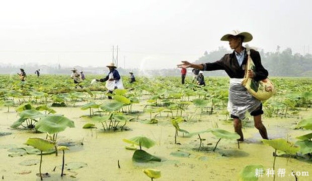 种植莲藕如何套种晚稻？