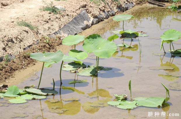 种植莲藕如何套种晚稻？