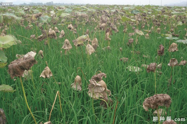 种植莲藕如何套种晚稻？