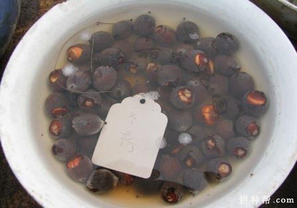 莲藕有几种繁殖方法？