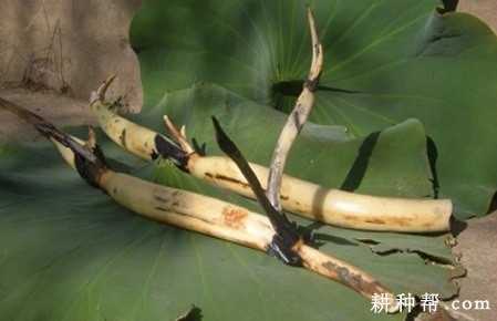 莲藕有几种繁殖方法？