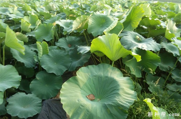 适宜莲藕的生长环境是怎么样？