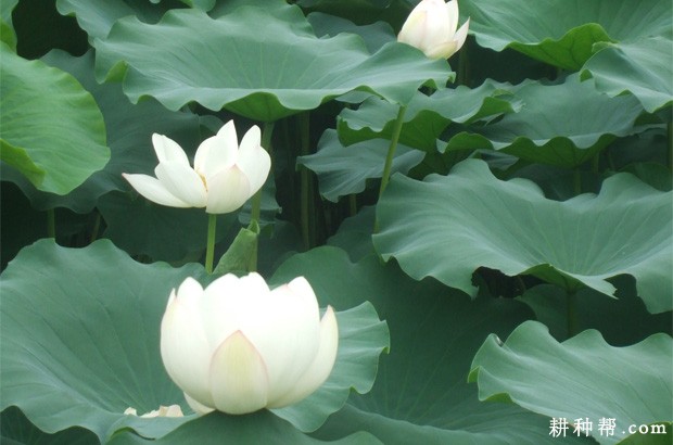 适宜莲藕的生长环境是怎么样？