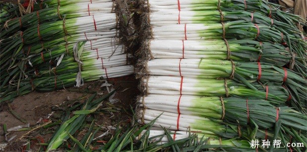 鲁葱杂5号大葱品种好不好？