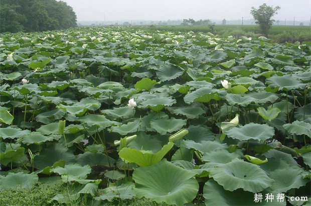 适宜莲藕的生长环境是怎么样？