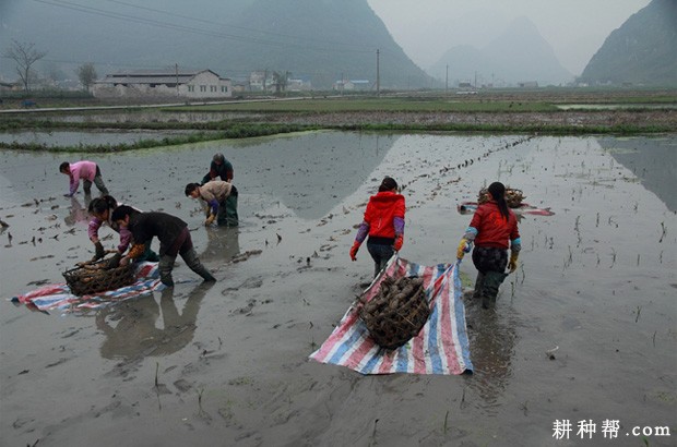 浅水藕如何种植？