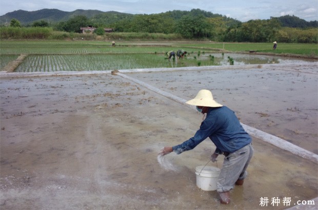 浅水藕如何种植？