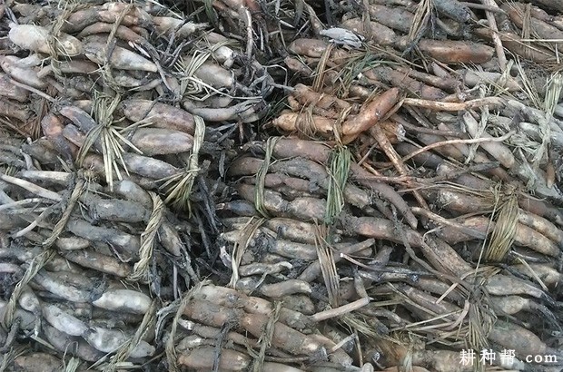 浅水藕如何种植？