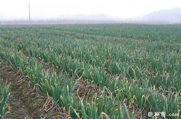 鲁葱杂1号大葱品种好不好？