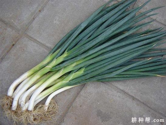 内葱二号大葱品种好不好？