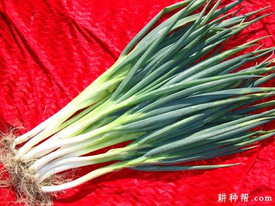 内葱二号大葱品种好不好？