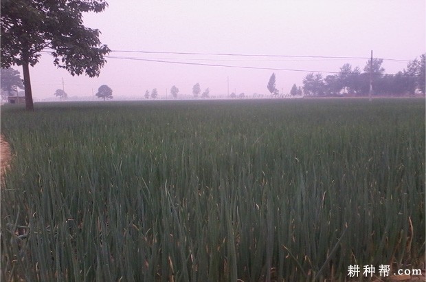 春葱一号大葱品种好不好？