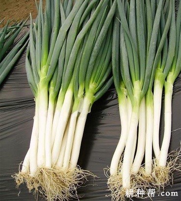 春葱一号大葱品种好不好？