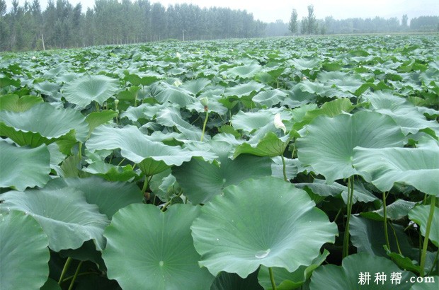 莲藕结实、结藕期有什么特点？